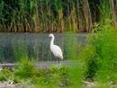 White Heron - Czapla Biała